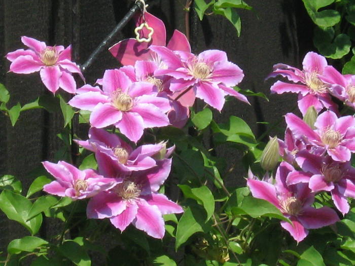 Doctor Ruppel - clematis