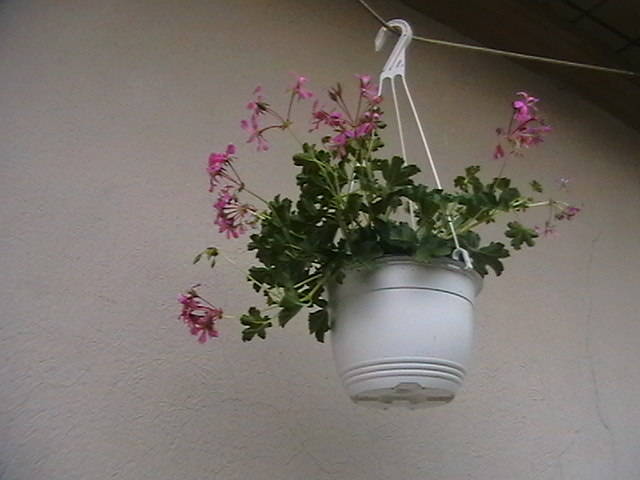 Picture 030