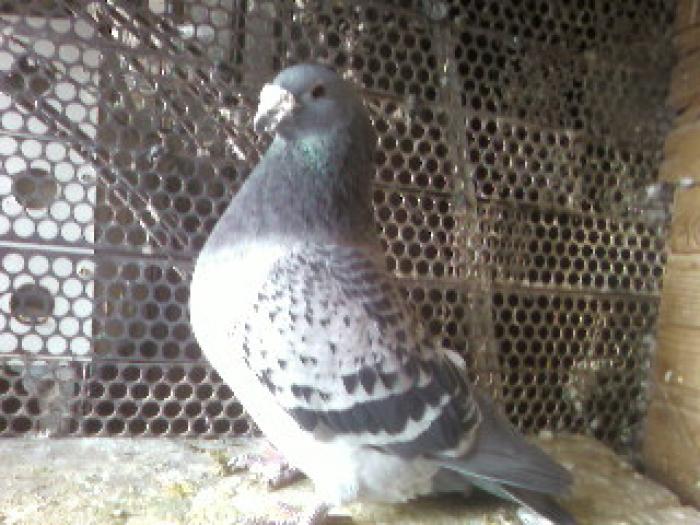 M 06 INEL 05 - porumbei_standarde-de-frumusete fosti si actuali