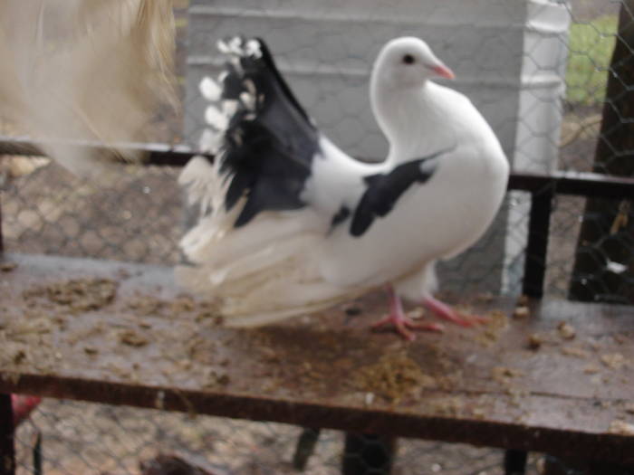 62 - D Porumbei Voltati Vechi