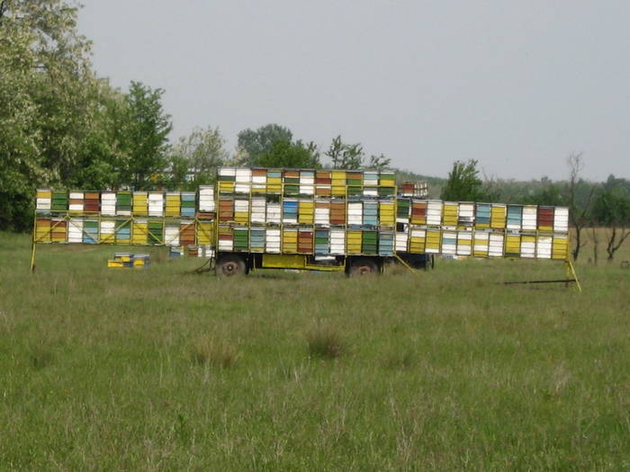 IMG_3471 - salcim I si II 2009