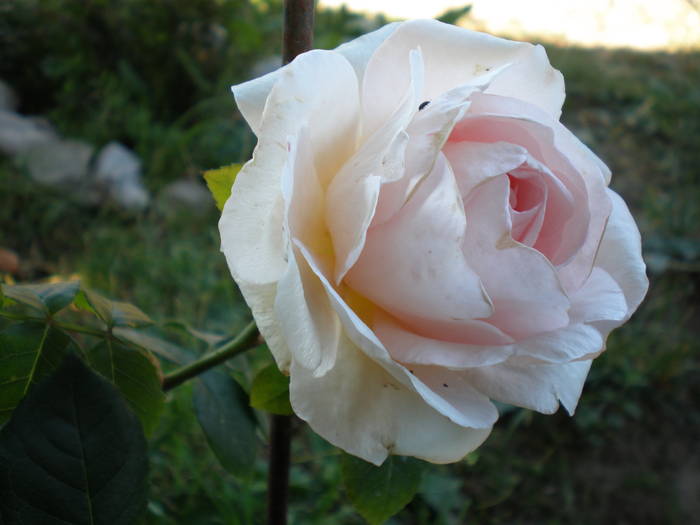 trandafir catarator "Schwanensee" - FLORILE MELE 2009