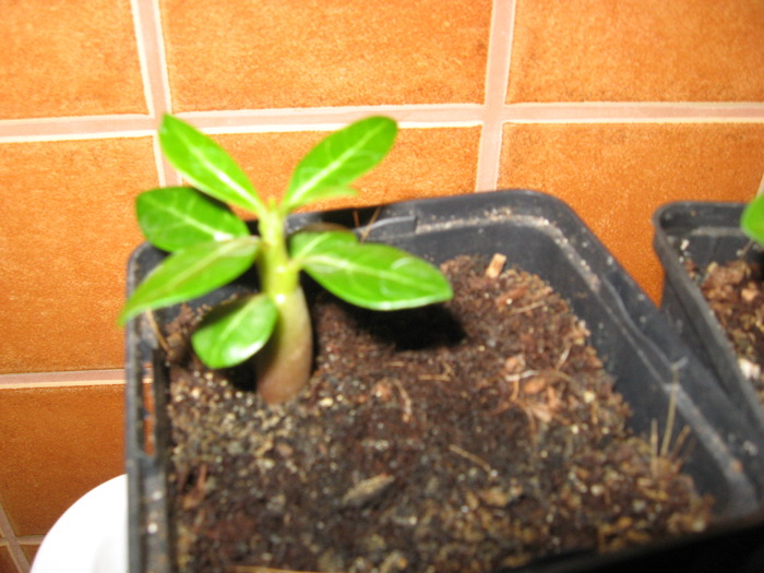 20.10.2009 - adenium