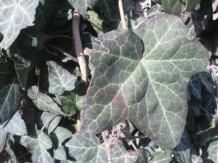 DSC00665