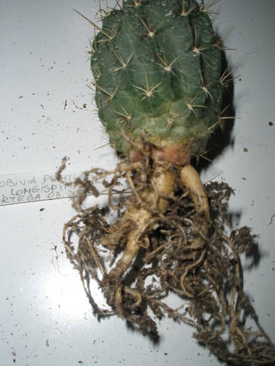 Lobivia pentlandtii v. longispina - RADACINI de cactus