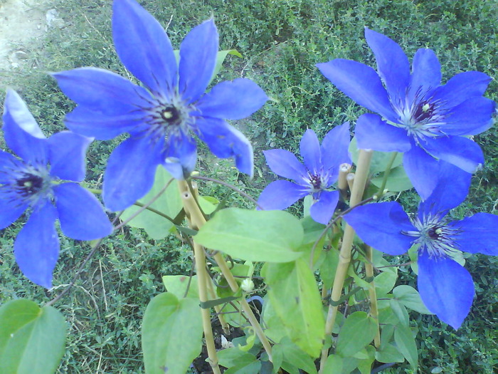 DSC00012 (1) - FLORI DE VANZARE clematite