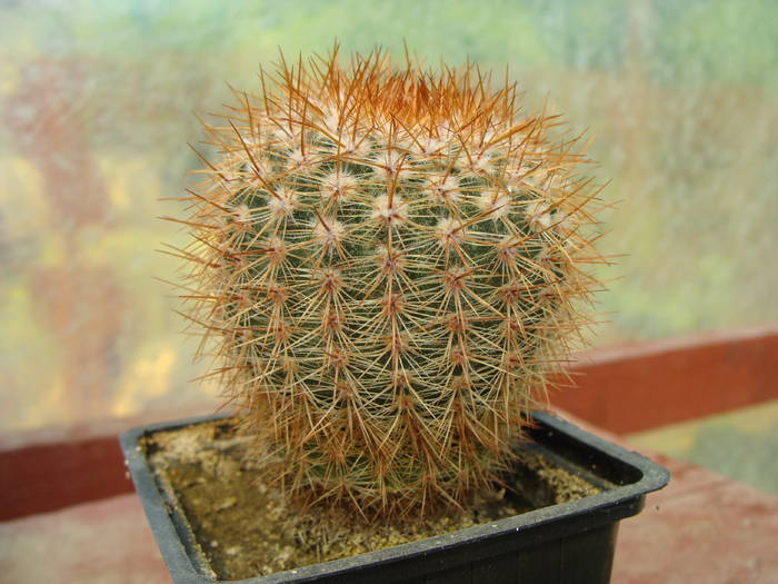 2. Notocactus schlosseri - Notocactus-Parodia