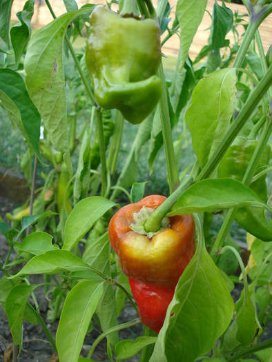 Padron Pepper (2009, August 04) - Padron Pepper