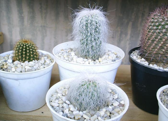 Cephalocereus senilis