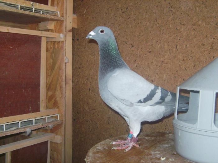 M 08-582911 - Sezon 2009