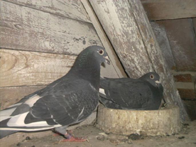 negru pana alba - Culorile porumbeilor