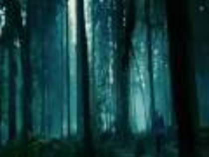 forest - Twilight 142