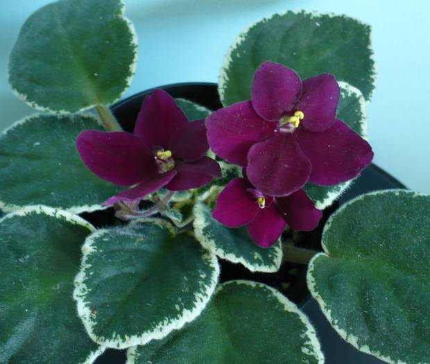 P1140266 - Saintpaulia - violete de camera