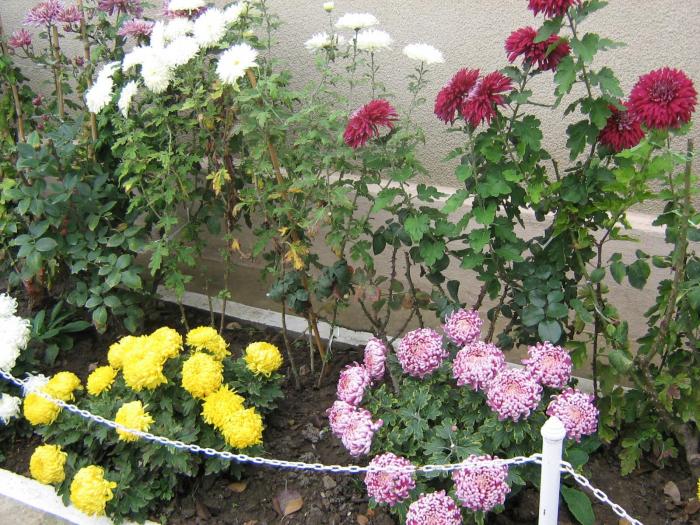 picture 478 - crizanteme  2008