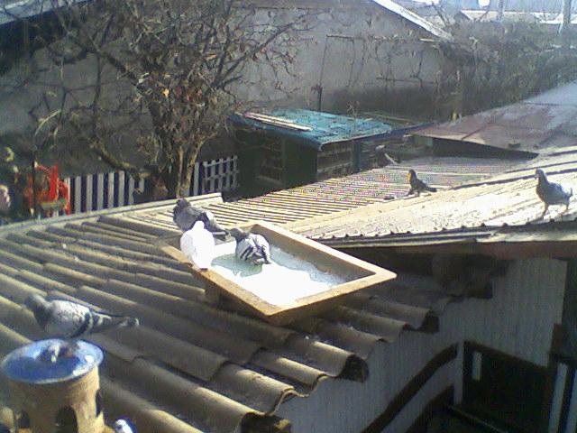 Fotografii-0059 - Porumbeii mei calatori