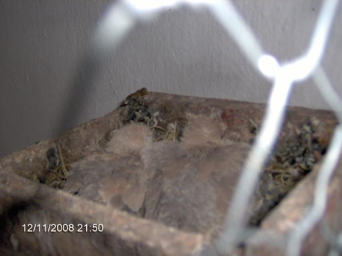 IM000968 - 4 turturele porumbei papagali caini pisici
