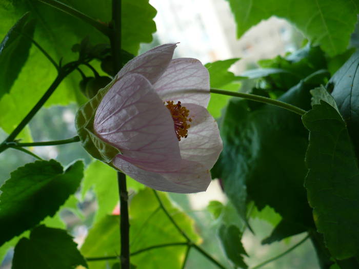 P1140691 - ABUTILONI