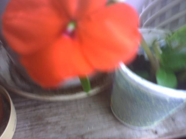 IMG_0657; impatiens portocaliu
