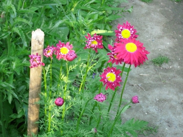 DSCI0281 - flori din gradina mea