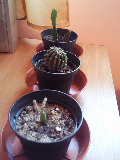 cactusi , mai 09; cactusi de la daisy, mai 09
