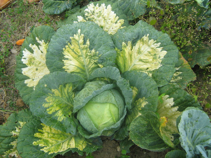 O varza ca o floare - Legume ciudate