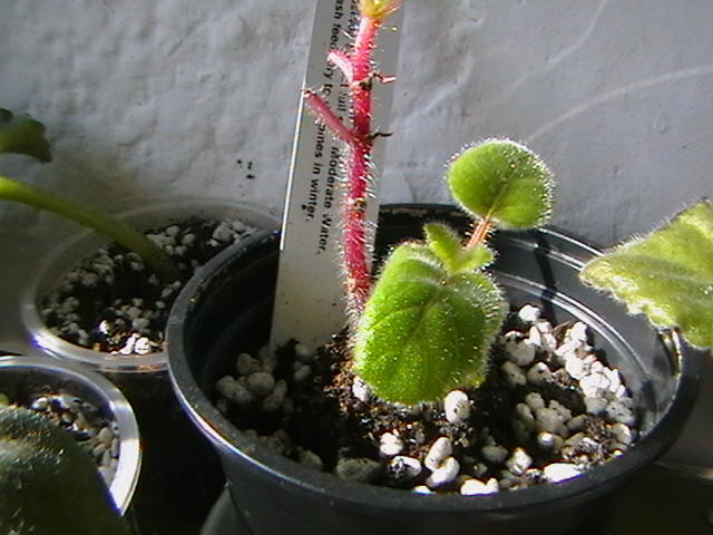 sinningia conspicua - gloxinii-pui