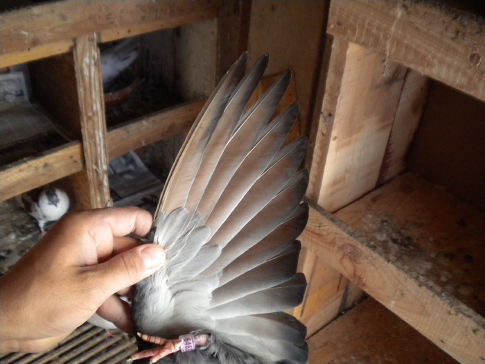 Picture 161 - Raicu 1