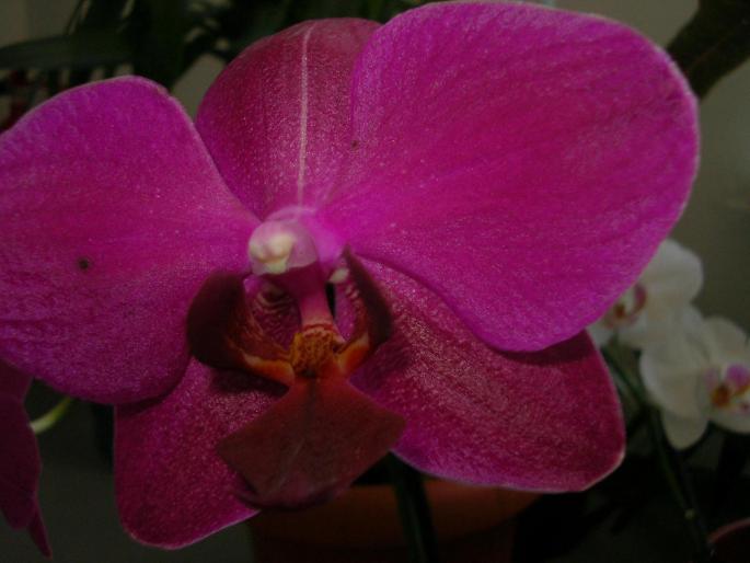 primul meu Phalae - Phalaenopsis 2008