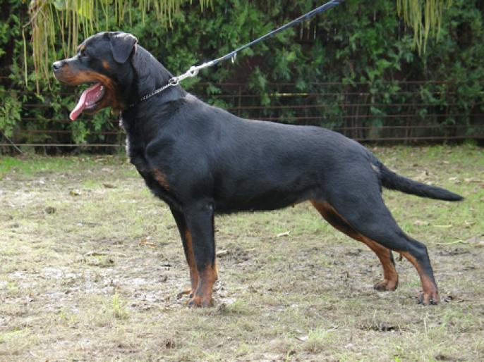 tessa SORA CU TYRA(CORA)