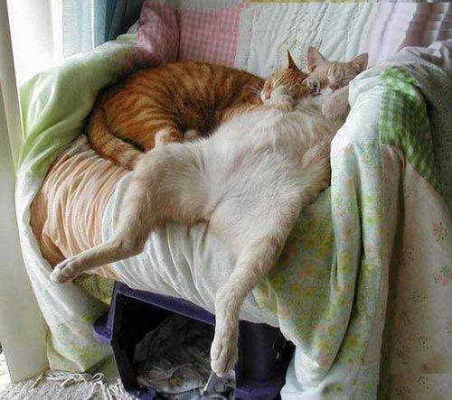 funny_cats_pictures182