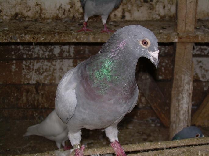 Porumbeii mei 138; porumbel adus din germania
