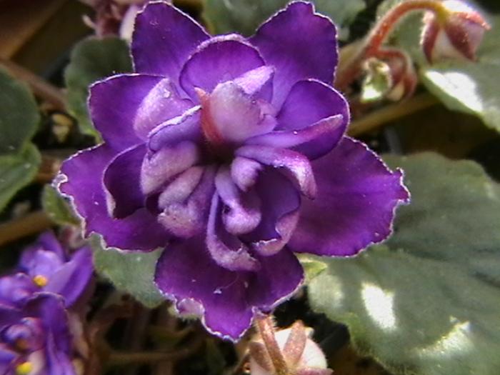 bucheye buterflyes - violete 2009