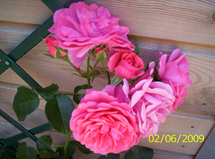 Trandafir Uetersen Rosarium 2 iun 2009 (2) - trandafiri