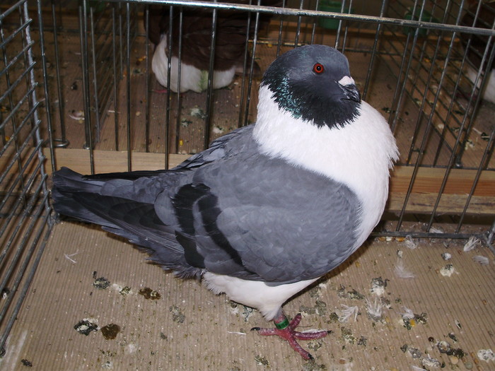 5557 mahrische strasser 1