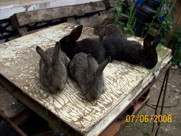 poze iepuri 172 - poze iepuri