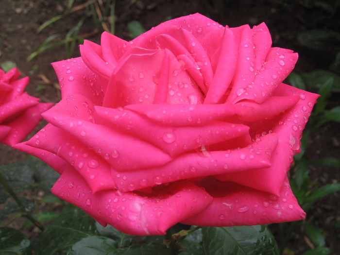 trandafirul meu preferat