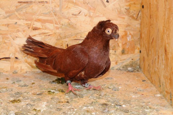 DSC_9845 - jucatori dublumotati calarasi 2008