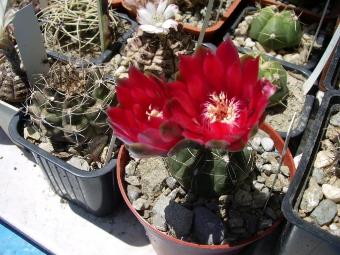 Gymnocalycium baldianum mare