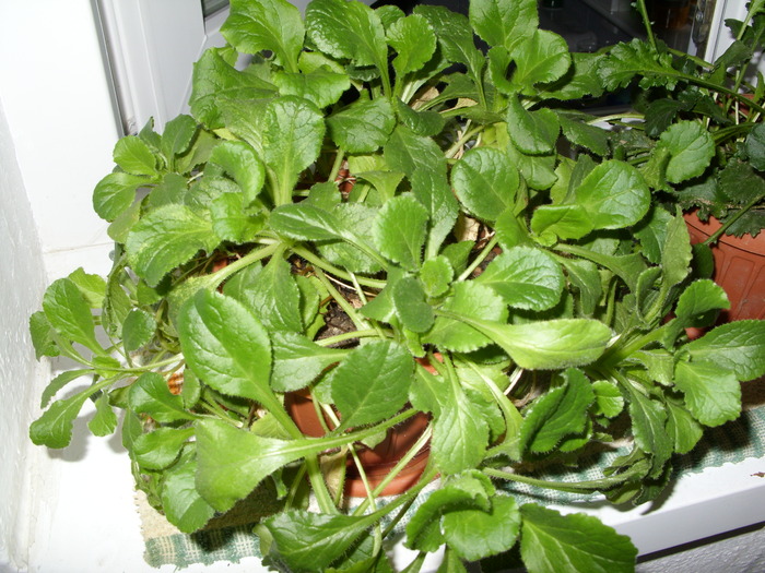 SDC16407 - flori in taina