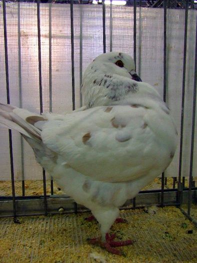 king expo 2009 112 BARDOSI 93P 391 - expo club ITALIA 2009 si club Ungaria 2010