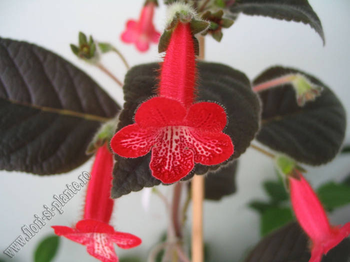 Kohleria Ruby 5