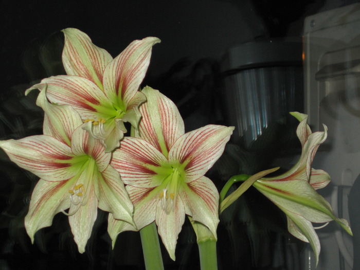 Hippeastrum Giraffe - colectie hippeastrum