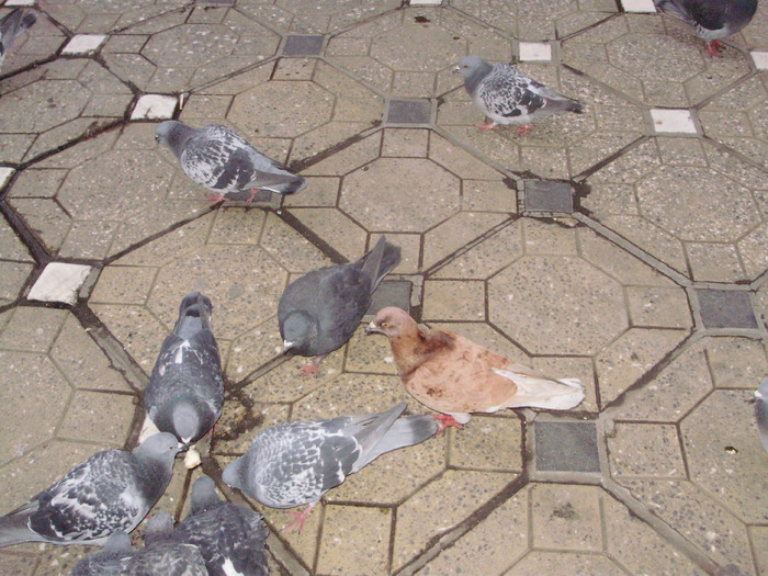 P9040104 - 18g Timisoara