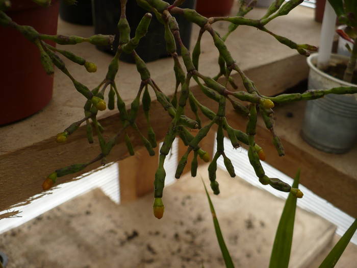 Hatiora salmonicoides boboci florali - Cactusi 2009