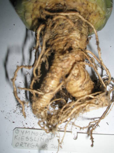 Gymnocalycium kiesslingii - RADACINI de cactus