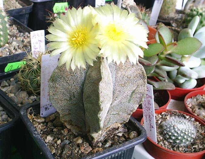 Astrophitum myriostigma v.columnare
