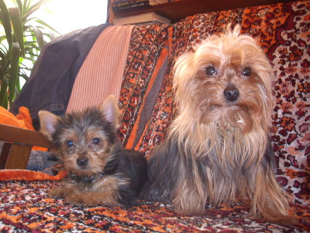 York Tiko - Yorkshire terrier