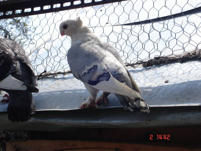 45 - C Porumbei Blueti si Satineti Vechi