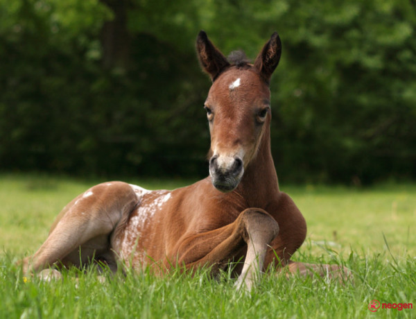 373788d7_0020000821736_00_600 - Mustangi
