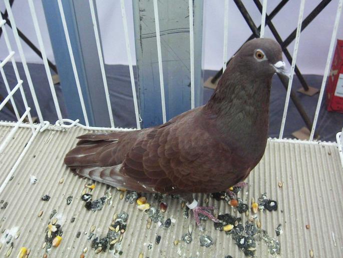 rosutgv red 1 - 1502 partea 3